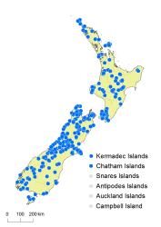 Ophioglossum coriaceum distribution map based on databased records at AK, CHR, OTA and WELT. 
 Image: K. Boardman © Landcare Research 2015 CC BY 3.0 NZ